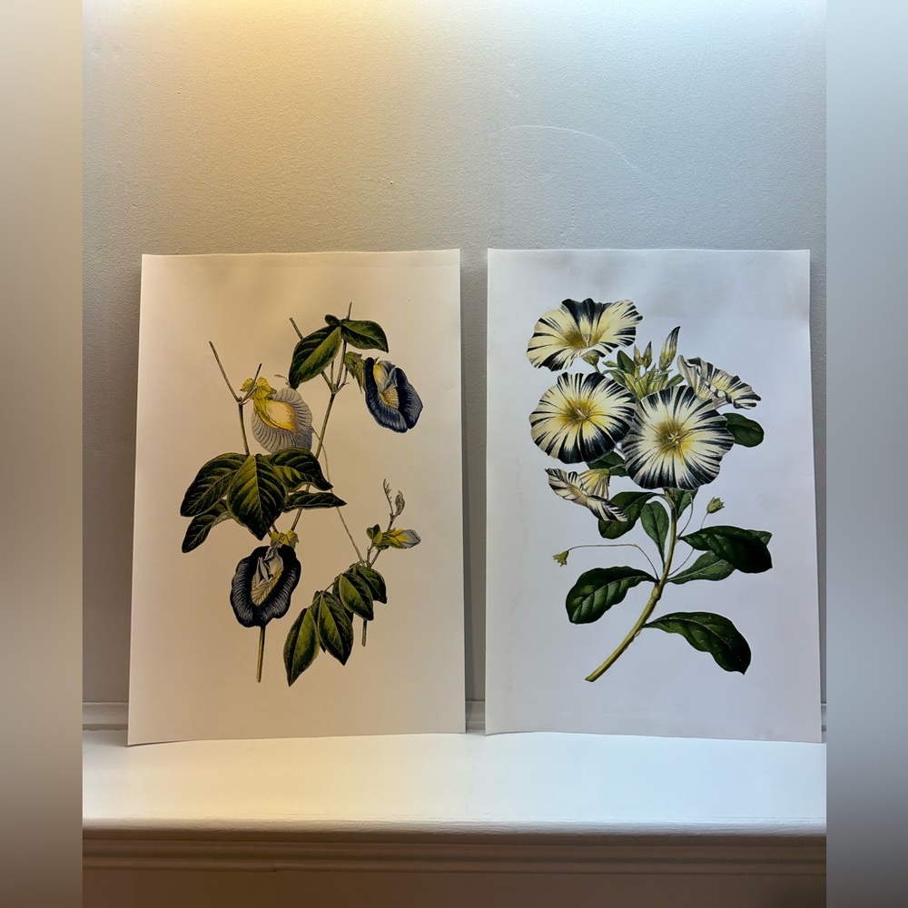 Floral Prints - Picture 4 of 4